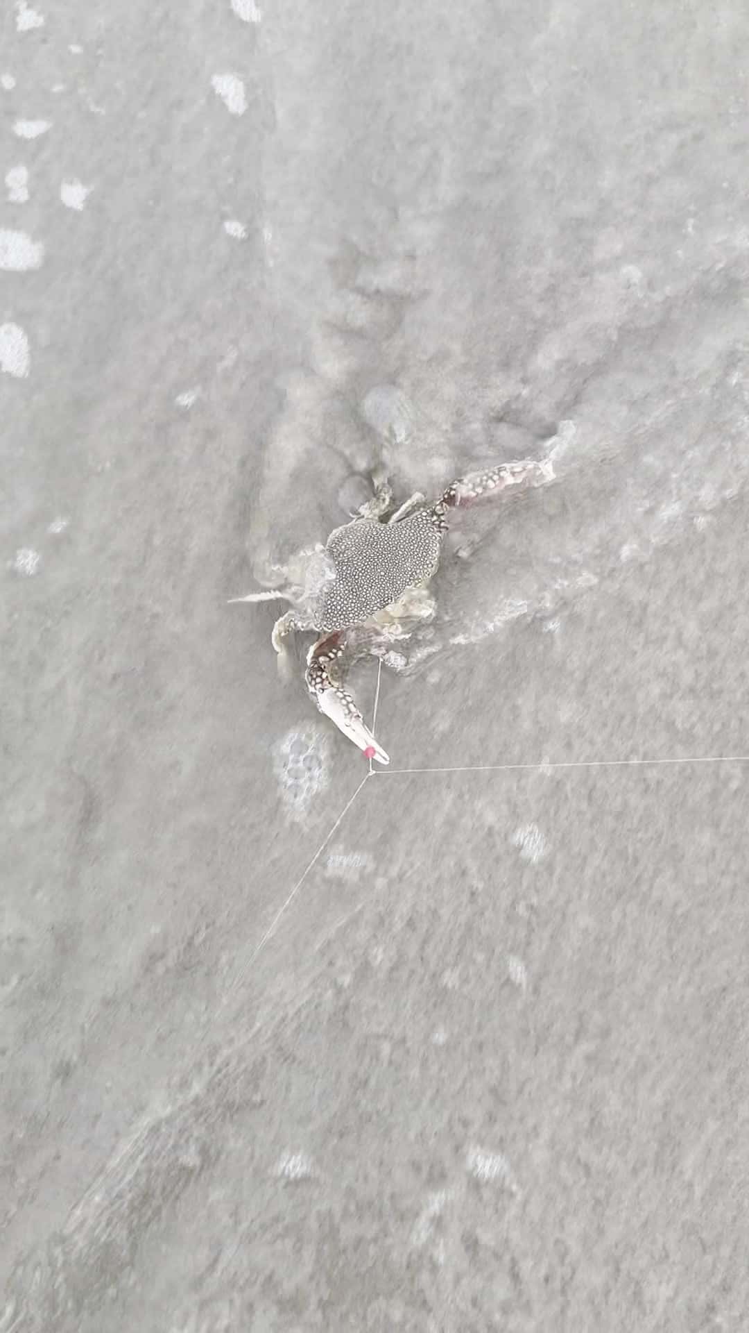 Cover for Caught a spotted crab!