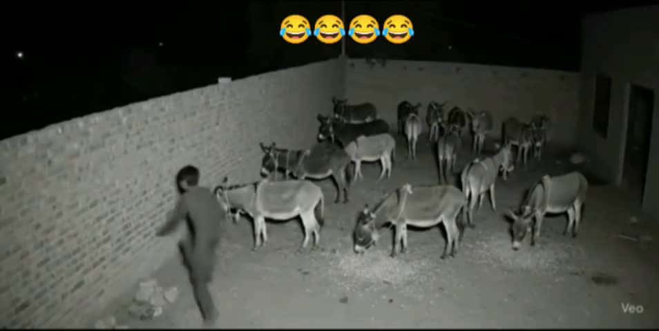 Cover for Funny 🤣 🤣 🤣 video.#follow