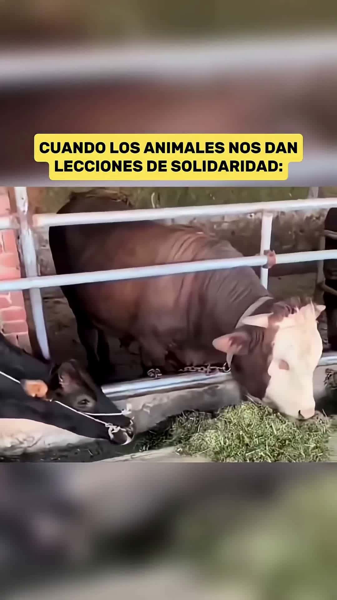 Cover for Una Vaca Salva a Otra de esta Manera