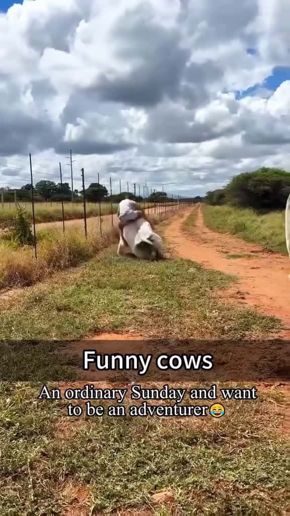 Cover for Interesting cow behavior cow funny dogsoftiktok dog for foryou fyp foryoupage funnyvideo c 41322 #nicevideo