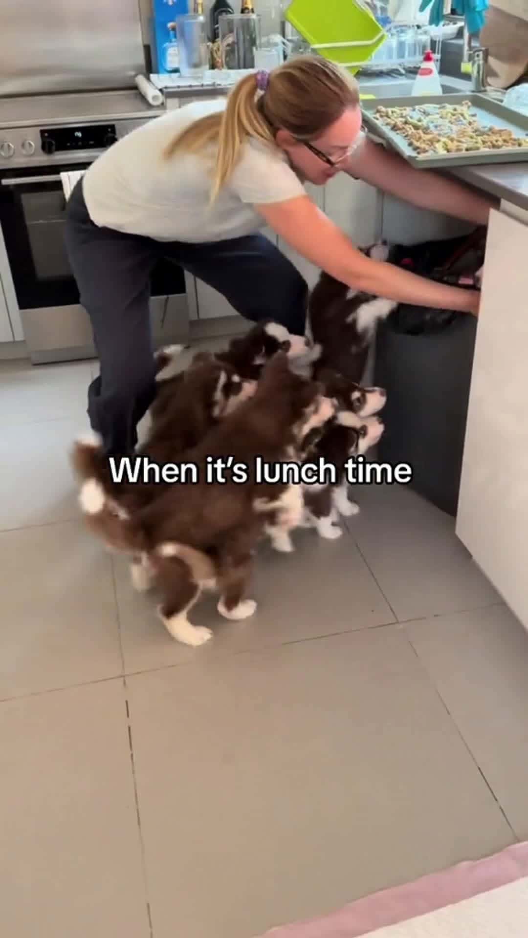 Cover for when its lunchtime #puppy #cute