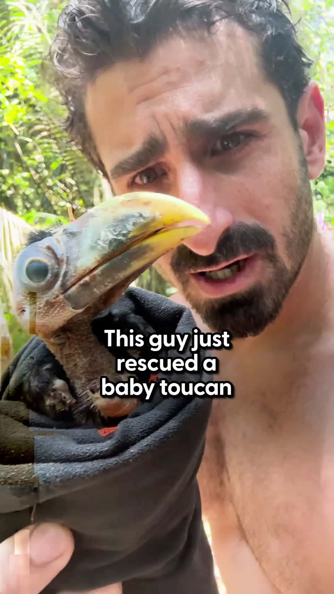 Cover for Baby Toucan Learns To FlyThis man found a baby toucan on the Amazon forest floor — watch him learn to fly and become so fluffy 💙