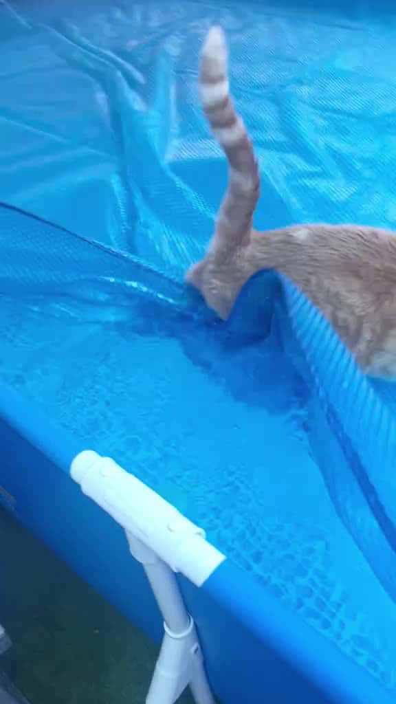 Cover for He believed he could walk on water he was wrong catsoftiktok catlover cat cats 92942 #trend