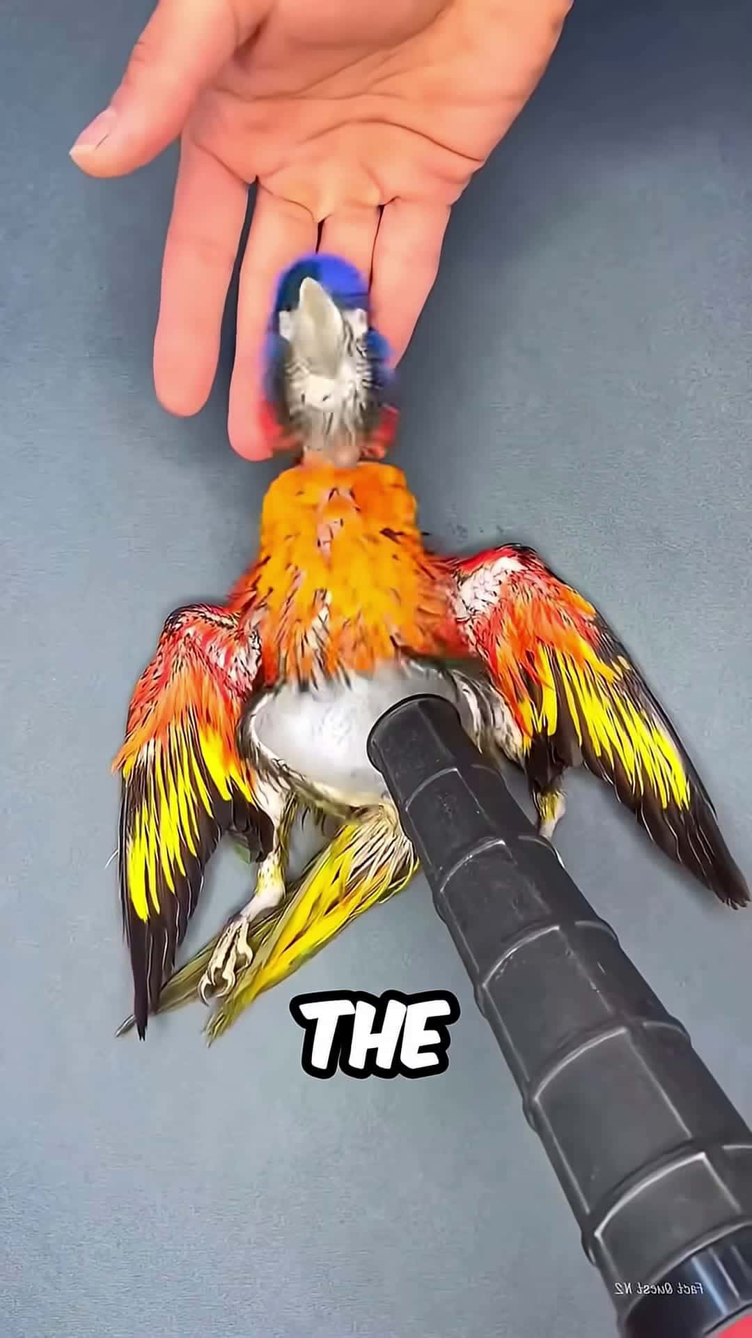 Cover for He Brought This Bird Back By Doing This