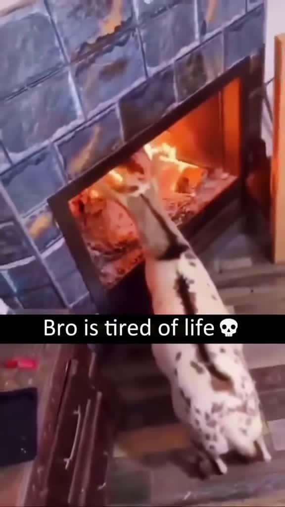 Cover for funny goats goattok goatsoftiktok goats goat funnyanimals michaelscottthegoat michaelthego 35246 #shortvideosscoopz