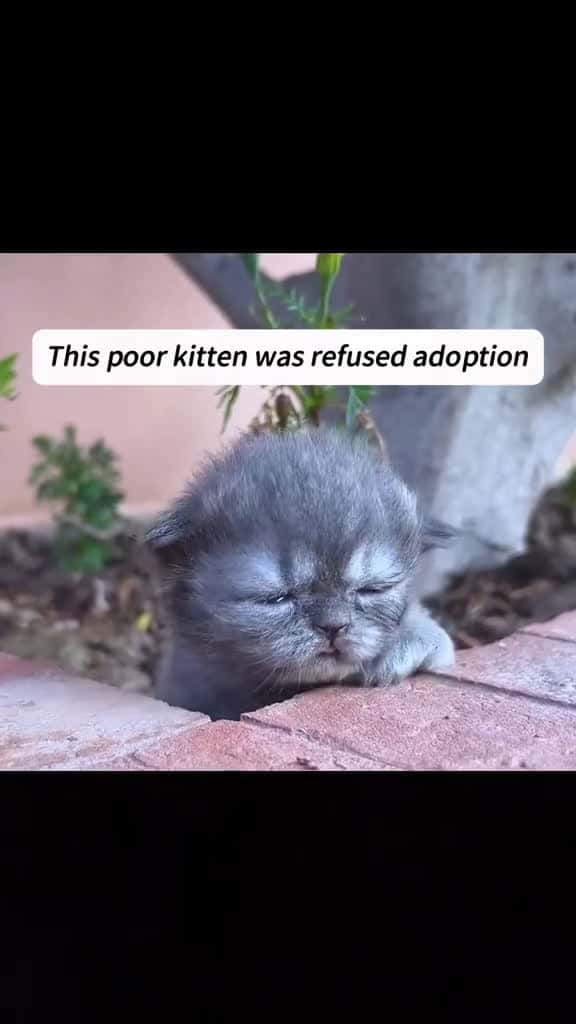 Cover for Disabled kitten rescue fyp cat catsoftiktok cute 14510 #shortvideos