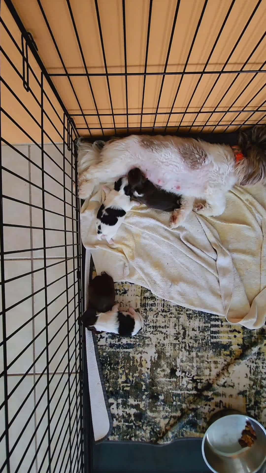 Cover for 7 Days old  #shihtzu  #shihtzusoftiktok  #shihtzupuppy 