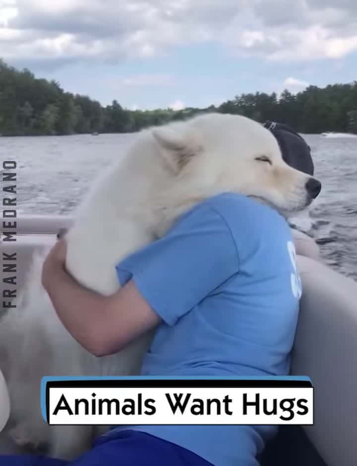 Cover for Animals Want Hugs 1