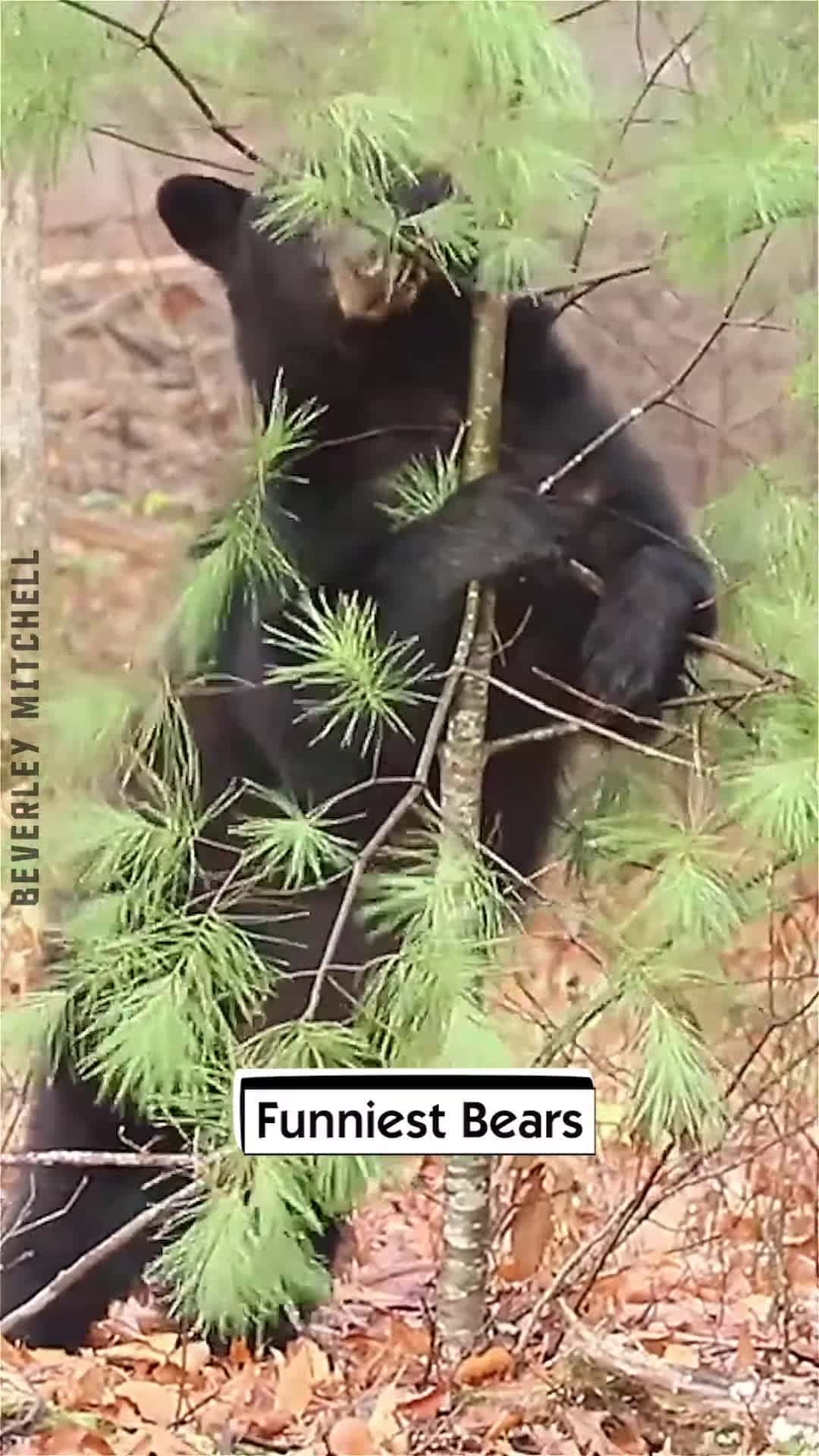 Cover for Funniest Bears