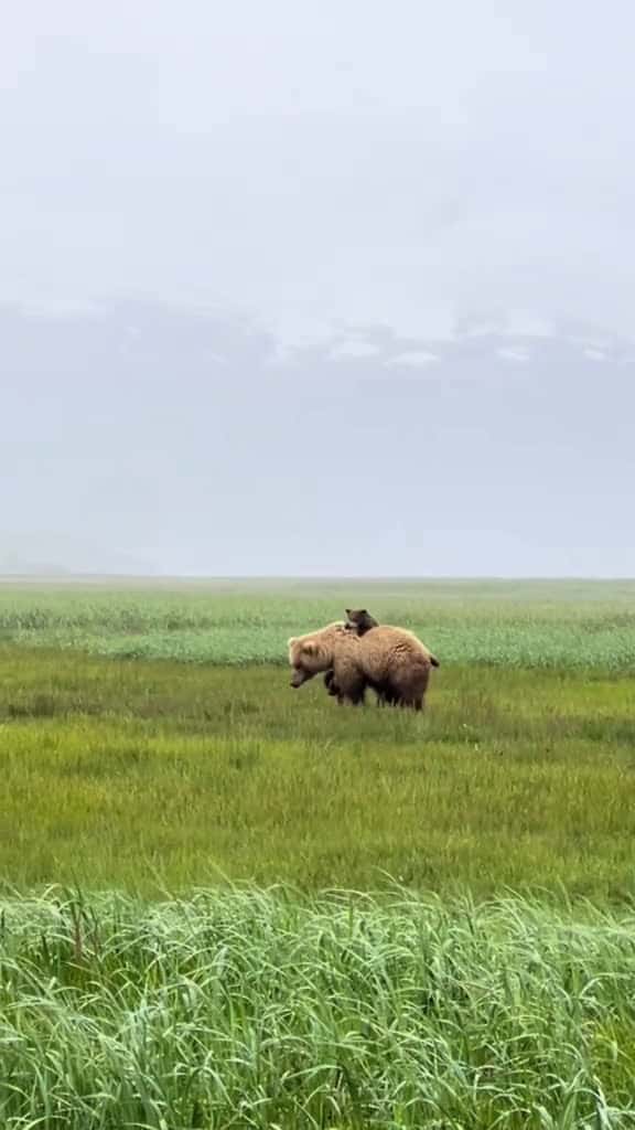 Cover for Momma bear launches her cub off her back brownbear grizzly alaska bearsoftiktok babyanimal 12878 #nicevideo