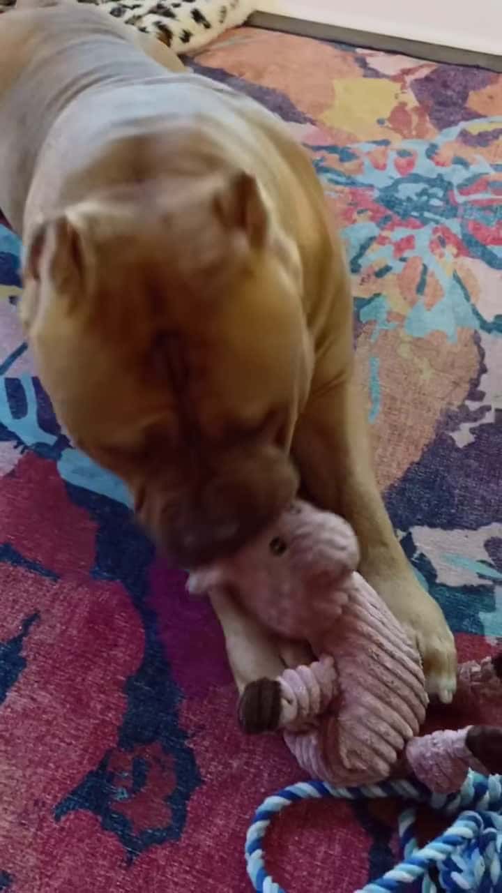 Cover for #dogtoy #pitbull #pitbulls #megamouth #pitbulllove #dog #dogchallenge...