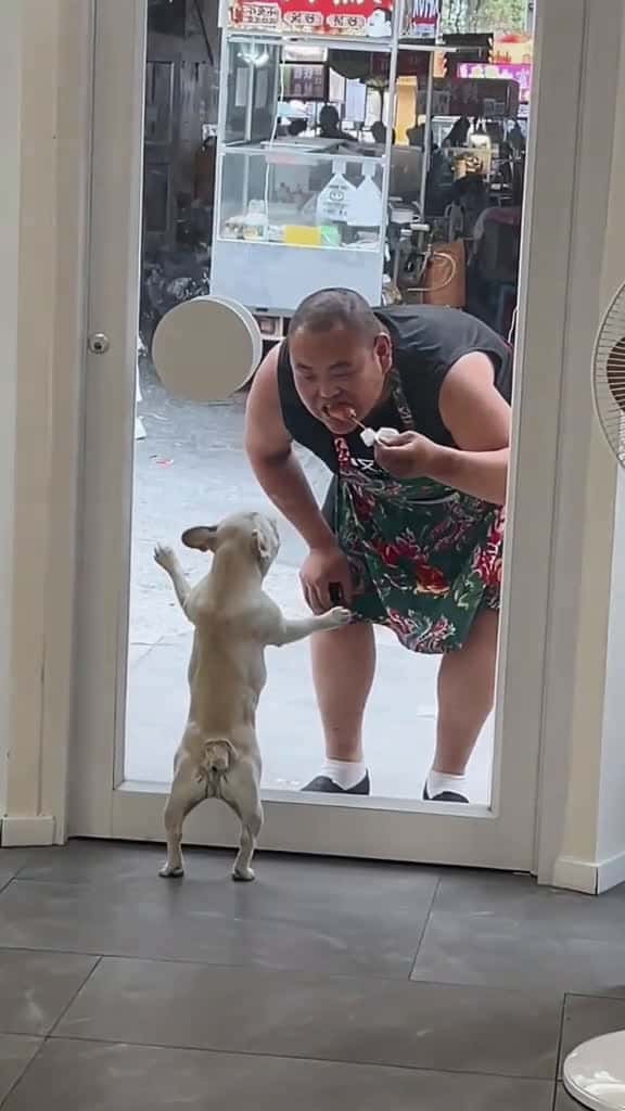 Cover for 😂😂😂#fyp #dogsoftiktok #doglover