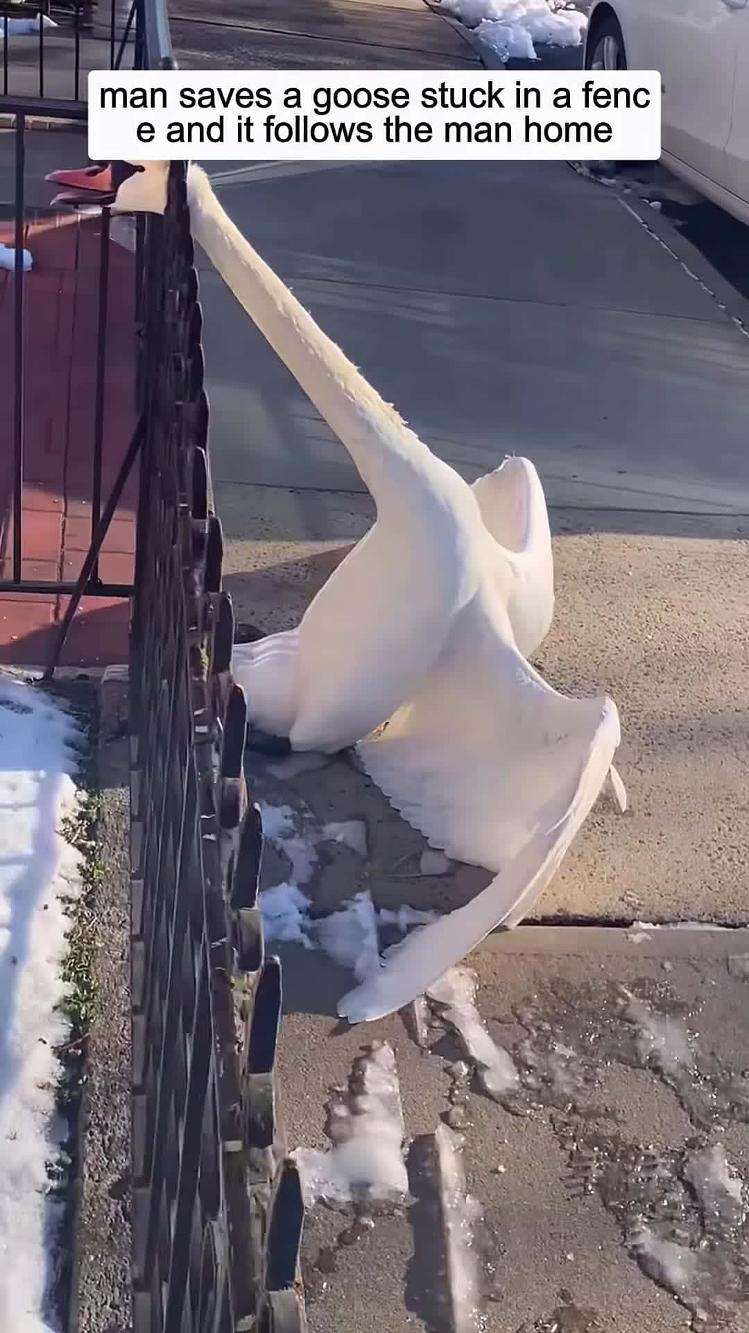 Cover for man saves a goose stuck in a fence and it follows the man home animalshorts