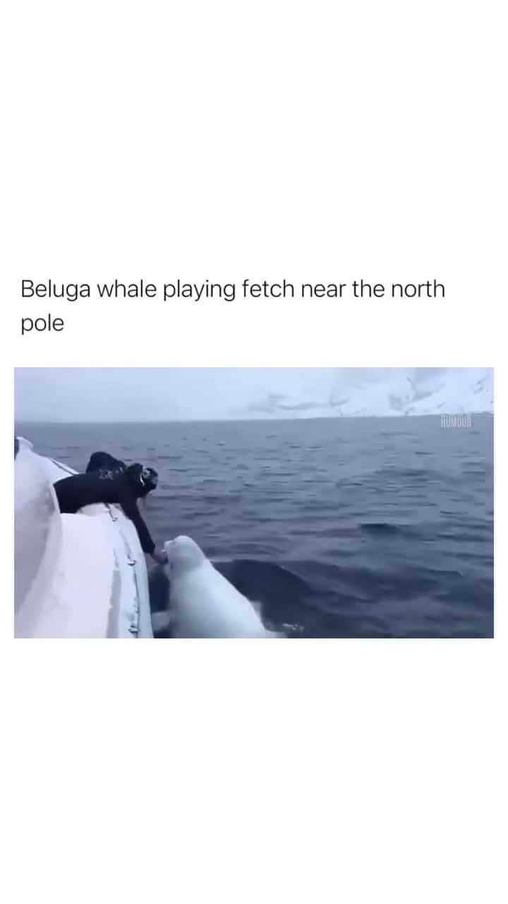 Cover for The End 🤣🤣 #funny #funnyvideos #animals #dog #cat #pet #viarl #foryou #fyp