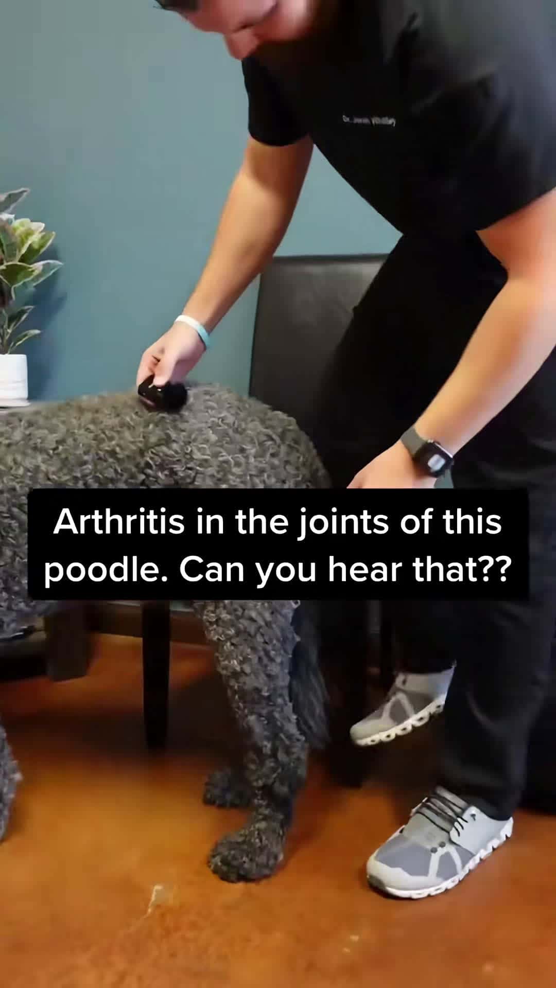 Cover for Can you hear the joints on this dog？ 😬 #tiktocdoc #animalchiropractor...
