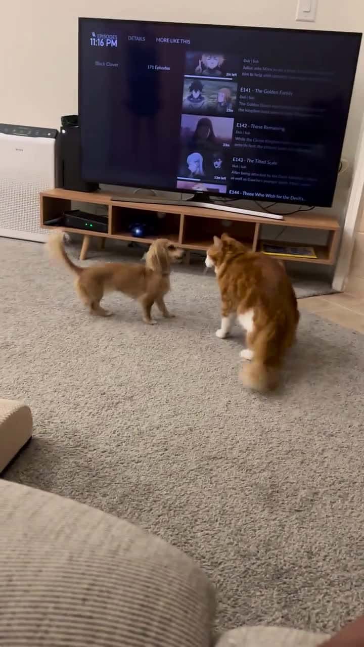 Cover for Cute #trending
