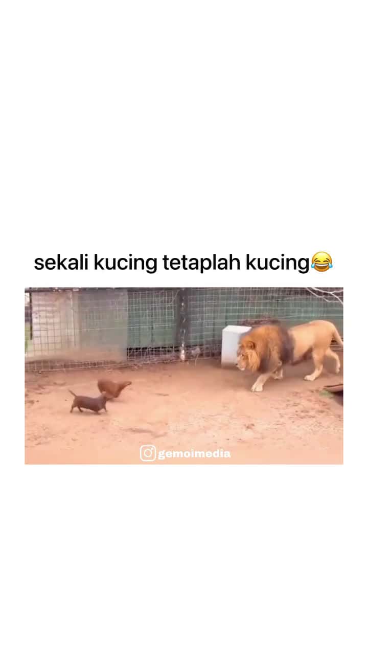 Cover for dalem hatinya be like tahan tahann masih ada kamera follow backup account gemoi @gemoimedia karna disana banyak konten yang lebih gemoi