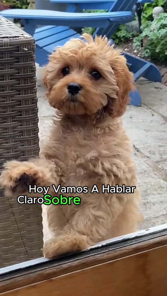 Cover for dogsoftiktok PetsOfTikTok cavapoo doglover cute dog usa tiktok 31679 #trending