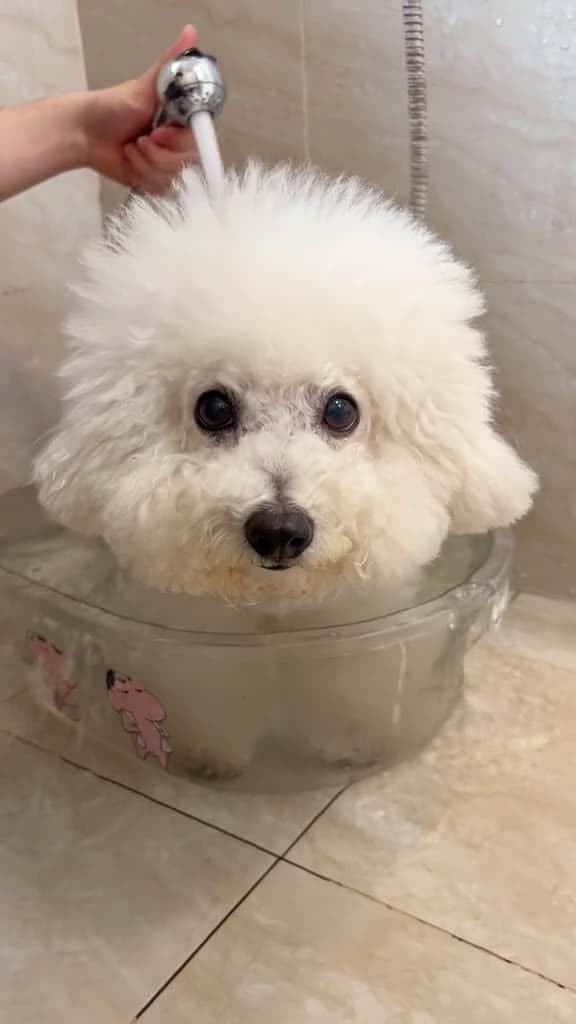 Cover for n gi i tm thi  asrm asrmsounds asrmvideos dogbath cunyeu fyp dog cute pet thucung 29729 #followMe
