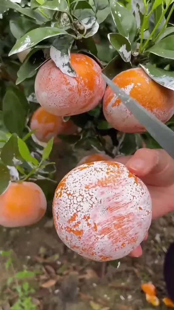 Cover for 1 minute Amazing Fruit asmr fruit fruits fyp fyp 66830 #us