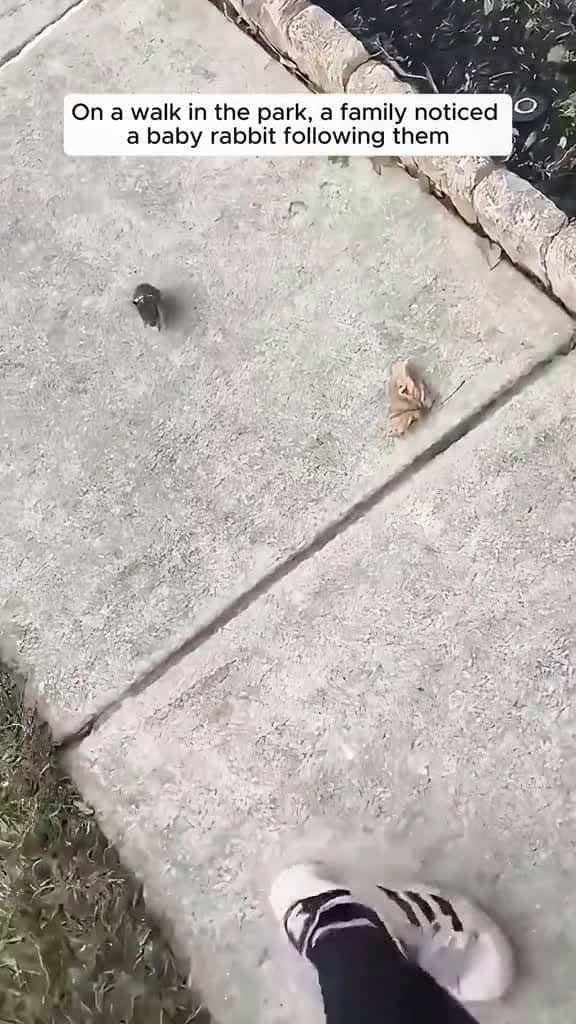 Cover for While walking home this family found a bunny following them #animalrescue #rescue #animals #animalsoftiktok #fyp #animallove #animallover #loveanimals #bunny #bunnysoftiktok #viral  #scoopz 