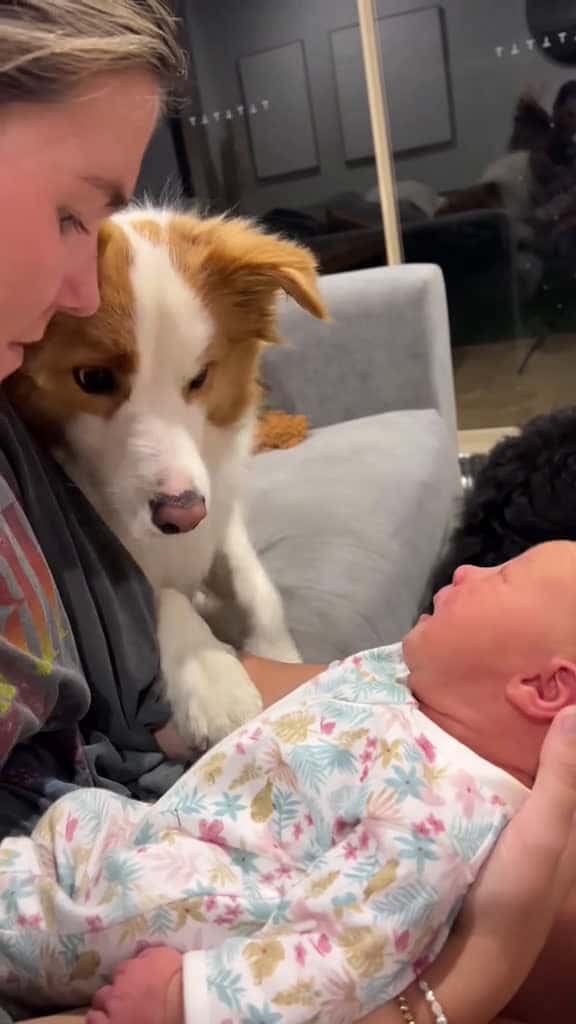 Cover for Dogs and children love dog baby Love pet cute lovestory digsoftiktok foryou usa 69386 #trending