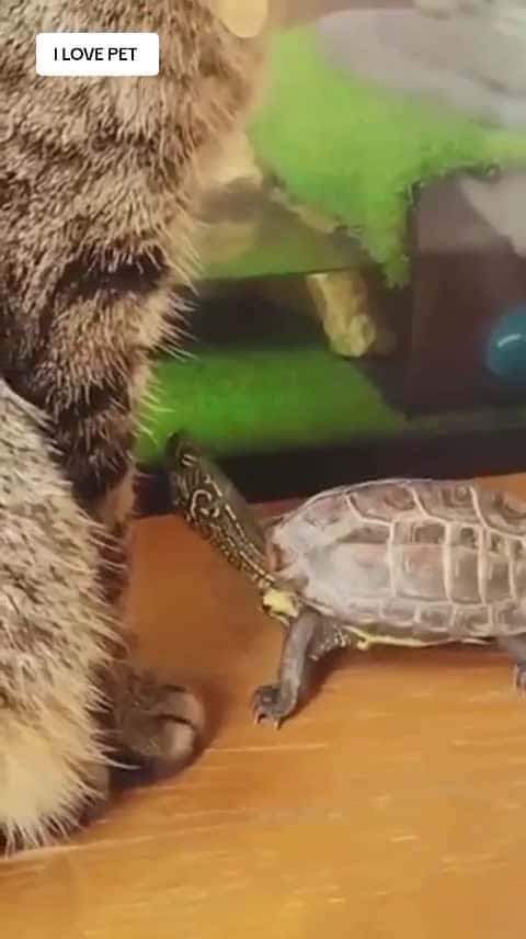 Cover for Trying to cheer up a turtle that was abandoned by a cat...】