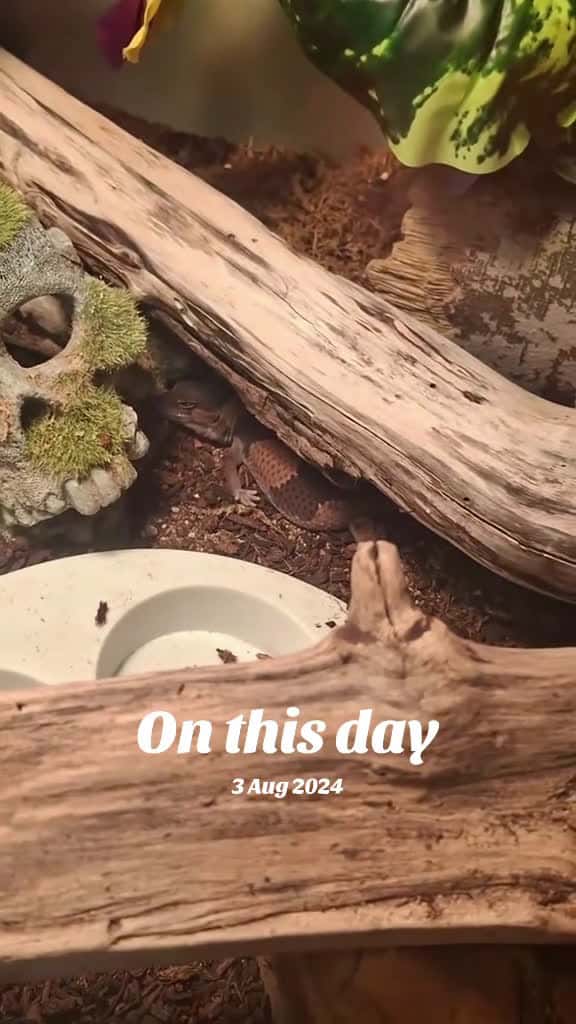 Cover for #onthisday #reptile #fattailgecko #smores #cute #tiny #hand #sleep #nap #f #fyp #foryou  created by WinterMalaiKat with WinterMalaiKat’s original sound