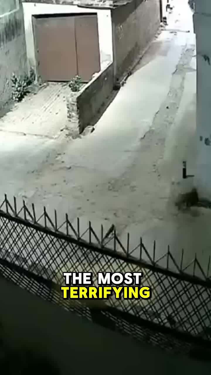Cover for Stray dogs attack poor horse😭