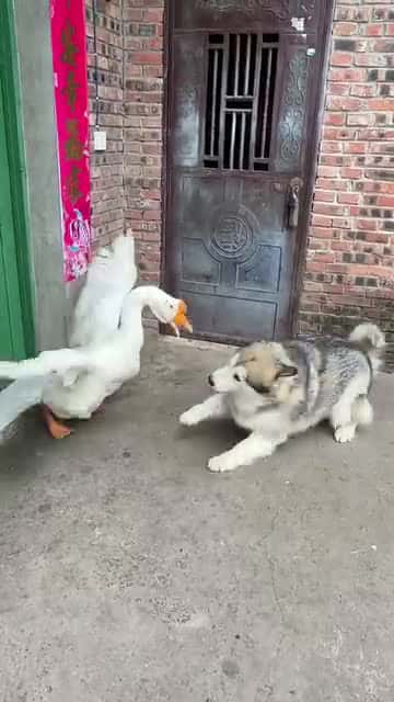 Cover for Pets fight