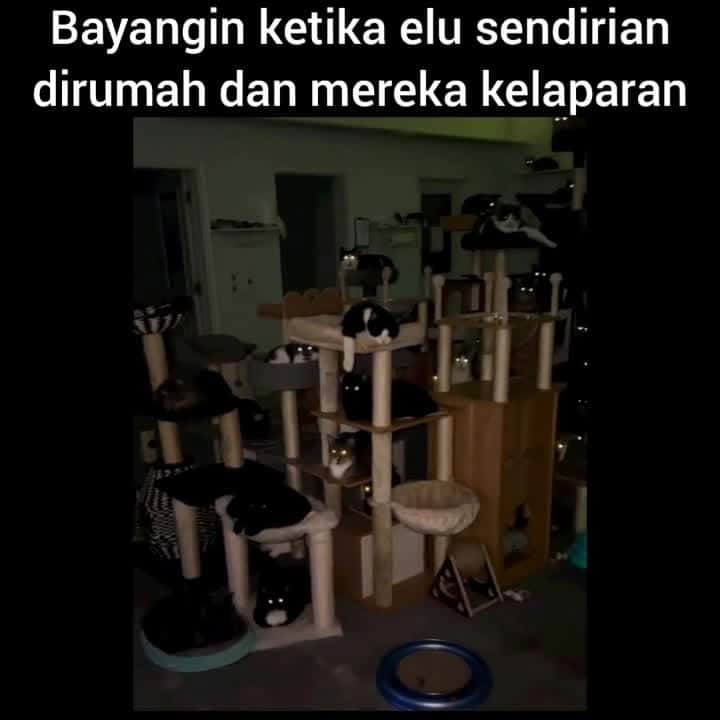 Cover for Berasa pelihara tuyul di rumah Credit unknown (Dm for creditremoval) #kucing #kucinglucu #kucinglovers #videokucing #kucingmanja #kucingku #kucingindonesia #kucingkampung #kuc