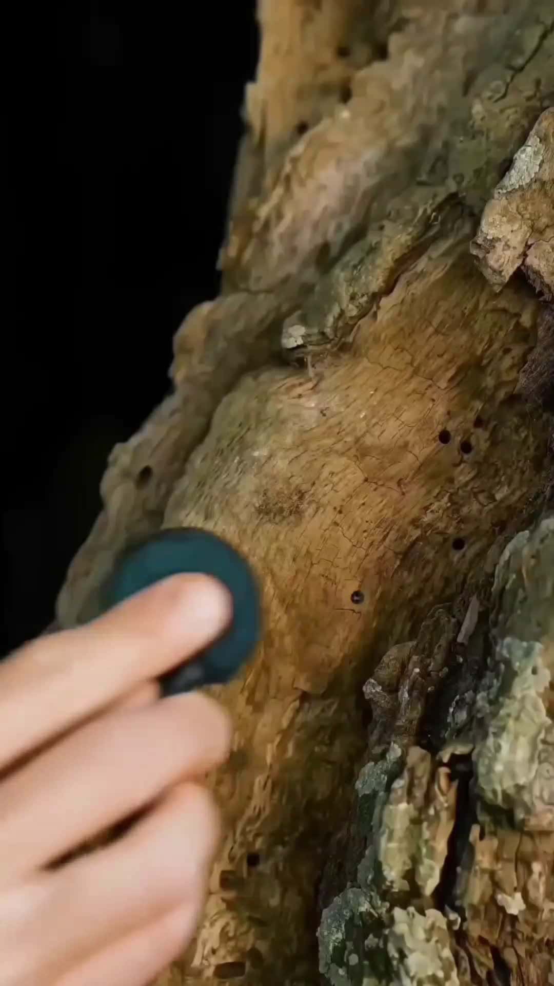 Cover for With the help of this microphone, you can hear the sound of trees and plants,#viralreelsシ #viralreelschallenge #facebookreels #facebookviral #education #reels #facebook #viral #fact