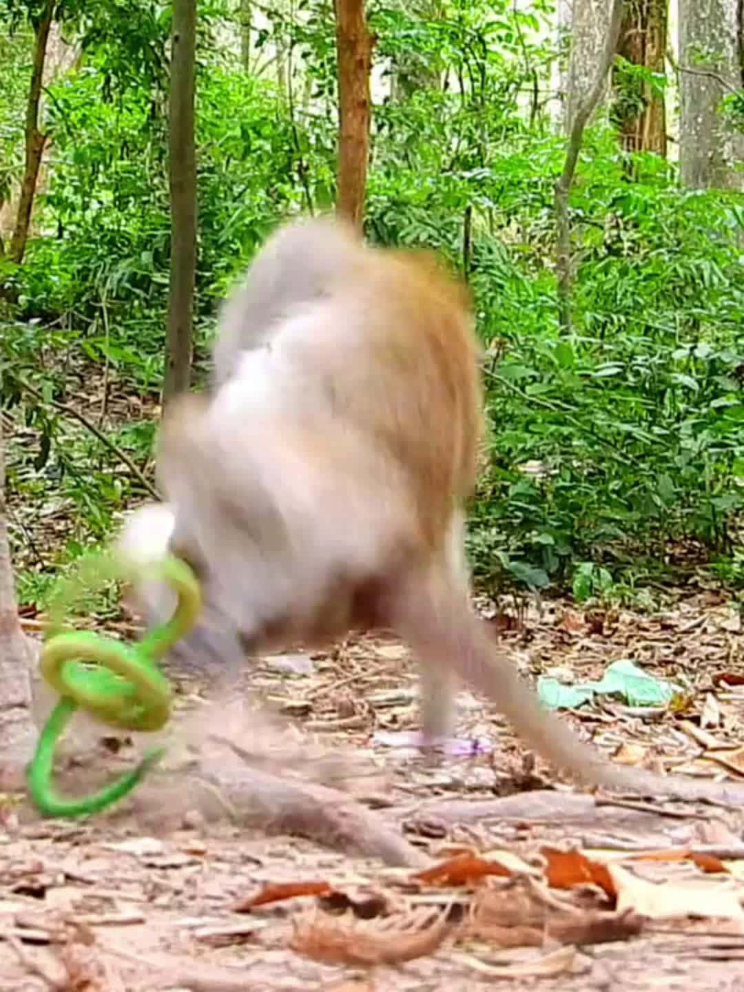 Cover for Funny video prank monkey. #funny #prank #haha #foryou  