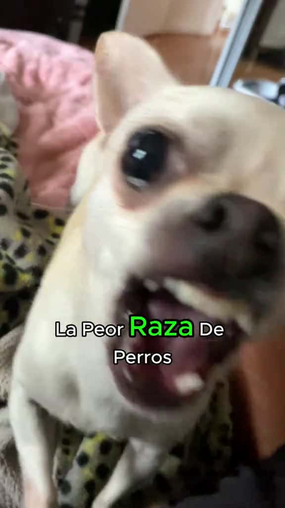 Cover for dogsoftiktok dog cute chihuahua asmr pet usa fyp 23422 #followMe