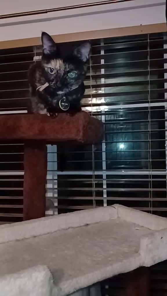 Cover for My black girl Magic.. Polly Pocket #gottaloveher #myfurbaby #petsoftiktok #massfollowing🔥🔥  created by Lady T 💙 with Phil Collins’s In the Air Tonight (2015 Remaster)