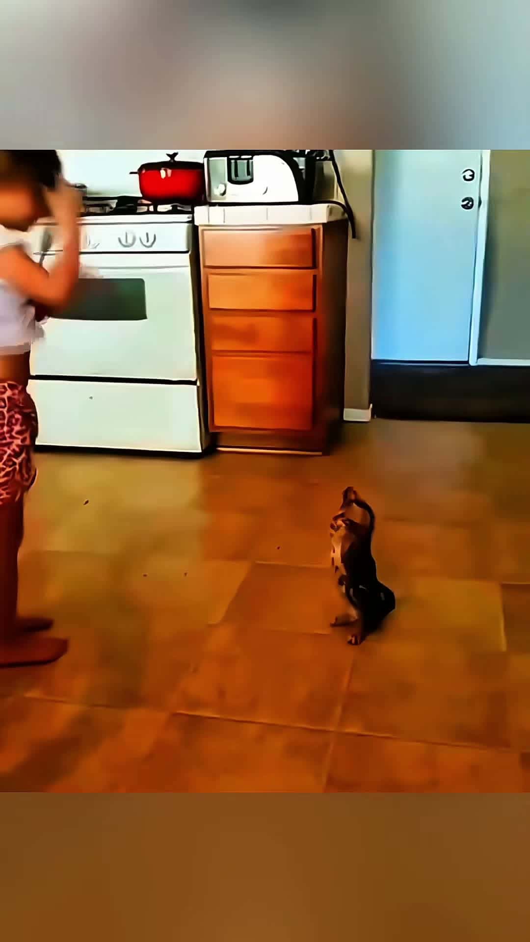 Cover for Funny stories about babies and cats 🥰❤️  #Pet #cat #dog #cute #animals #foryou #typ 