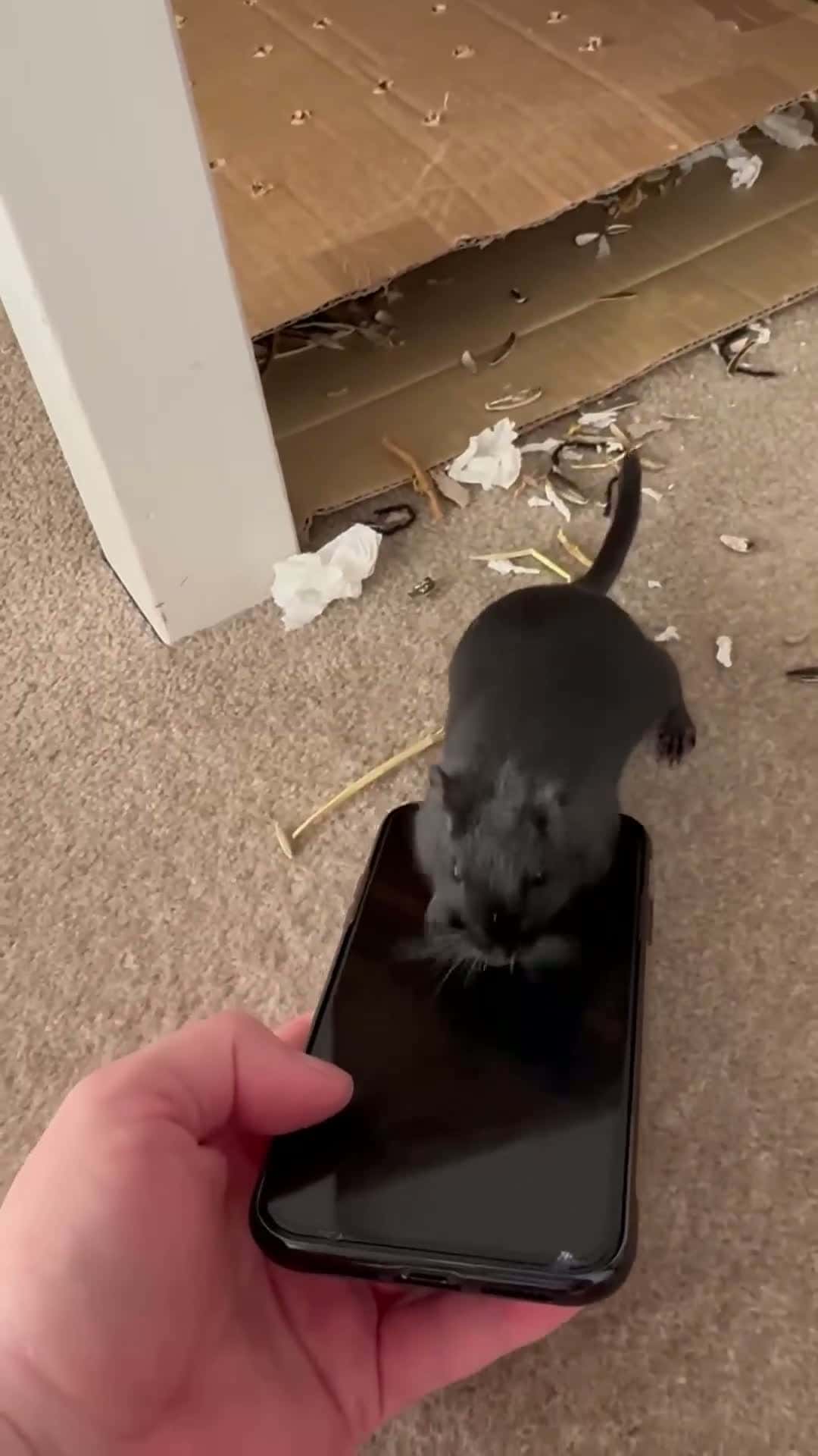 Cover for Mongolian Gerbil Writes His Christmas List