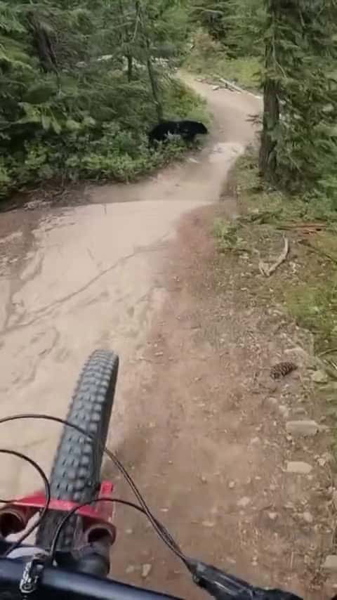 Cover for #wildanimals #bikelife #trails #bear #wildlife