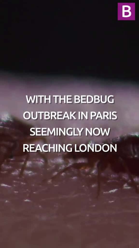 Cover for Key mistake when getting rid of bedbugs that makes the infestation even worse as reports o 94144 #followMe