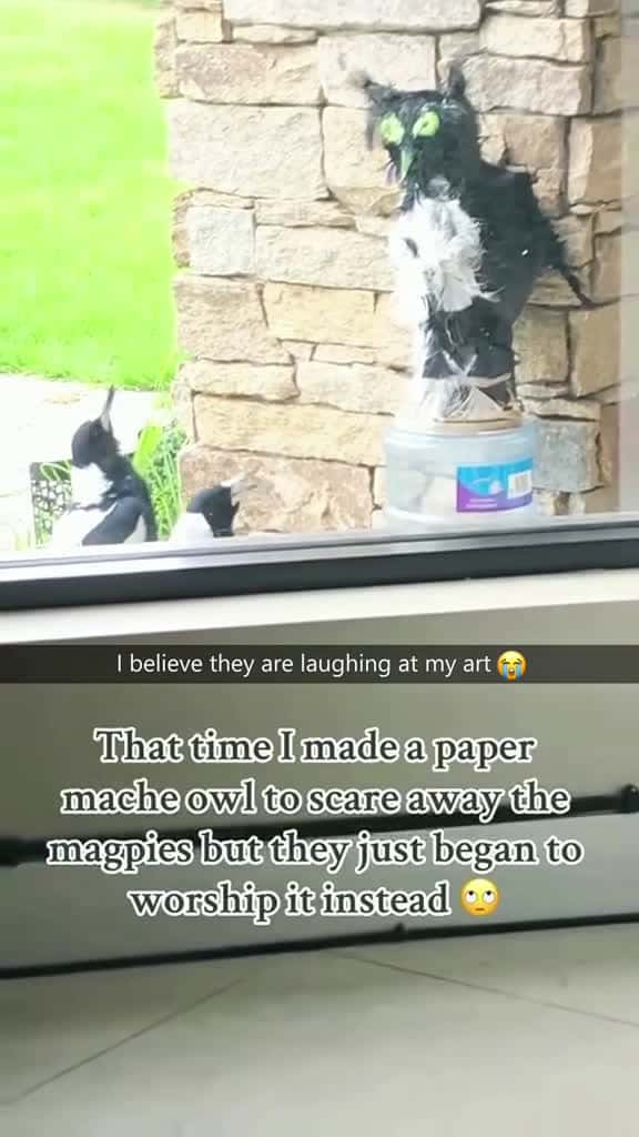 Cover for Funny magpie🤣🤣#magpie #funny #bird #foryou #foryoupage #fyp #fypシ #funnybird #funnyvideos #funnytiktok  created by pets babytime with pets babytime’s original sound