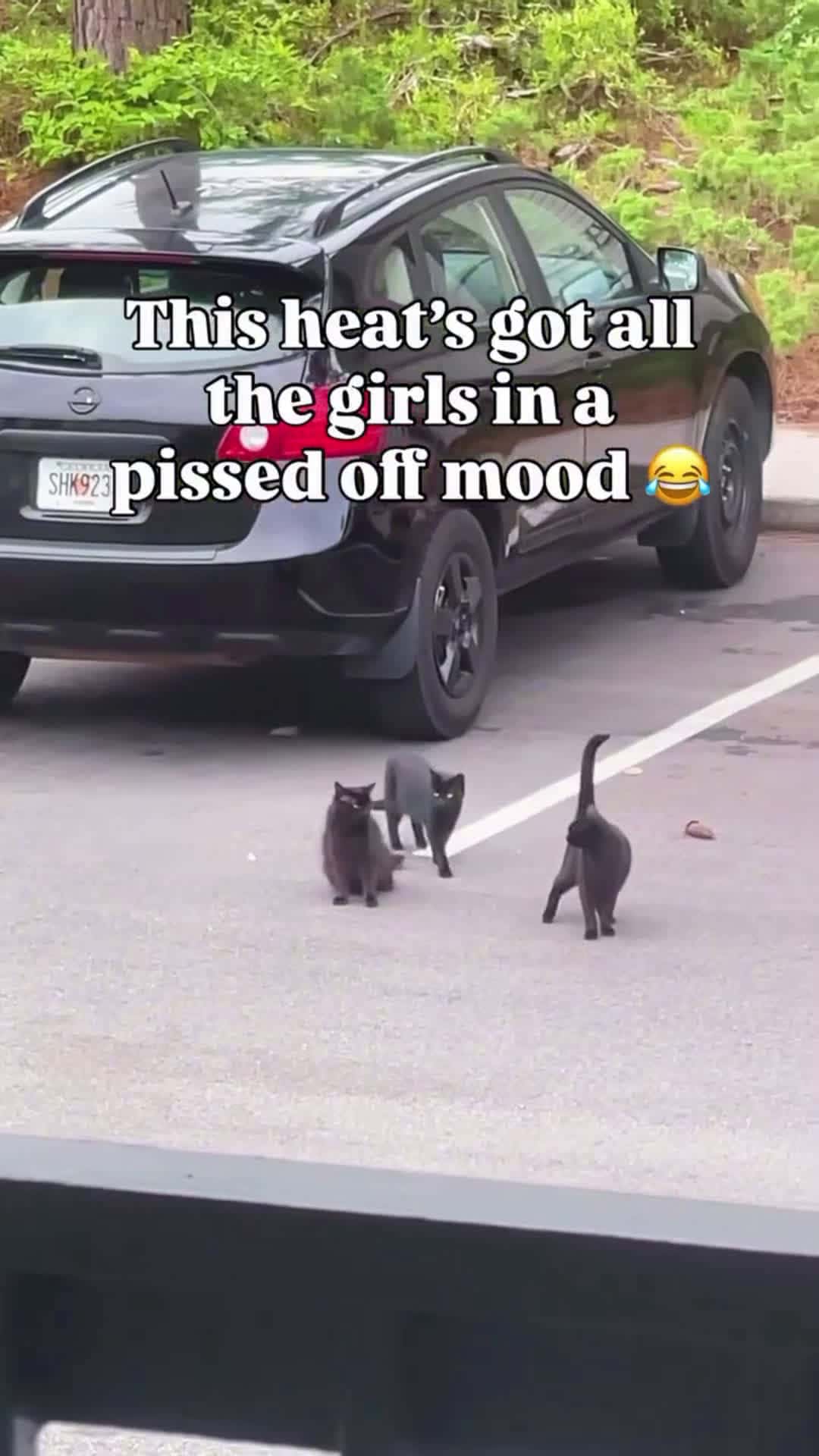 Cover for This heat's got all the girls in a  pissed of mood 😅😅#FirstVideoChallenge #catsfighting #catfight #catsplaying #catplaytime #catplaying #sisterlove #frienemies #bestfriendsforever