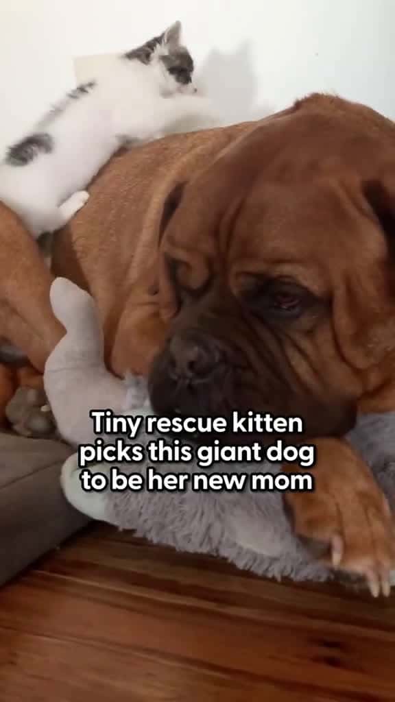 Cover for Tiny Kitten Picks 135-Pound Dog To Be Her Mom dog cat animals 91726 #trendingscoopz