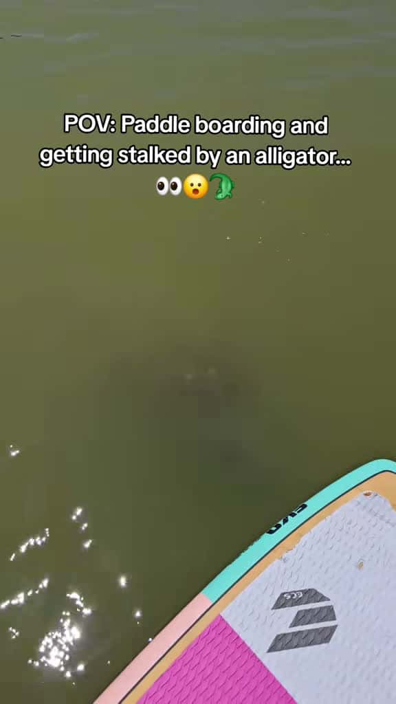 Cover for When paddleboarding in Florida gets a little too wild! 🐊😅 #FloridaLife #Wildlife #Adventure