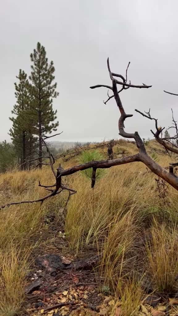 Cover for Wish I was in Montana hunting elk with the guys! 🏹 #ElkHunt #Montana #Jealous #ArcherySeason