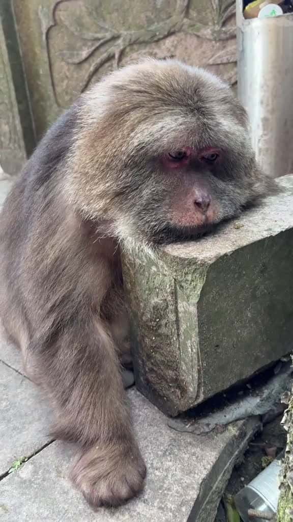 Cover for She might have her own worries too. monkey monkey xingxing cute lovely 55735 #american