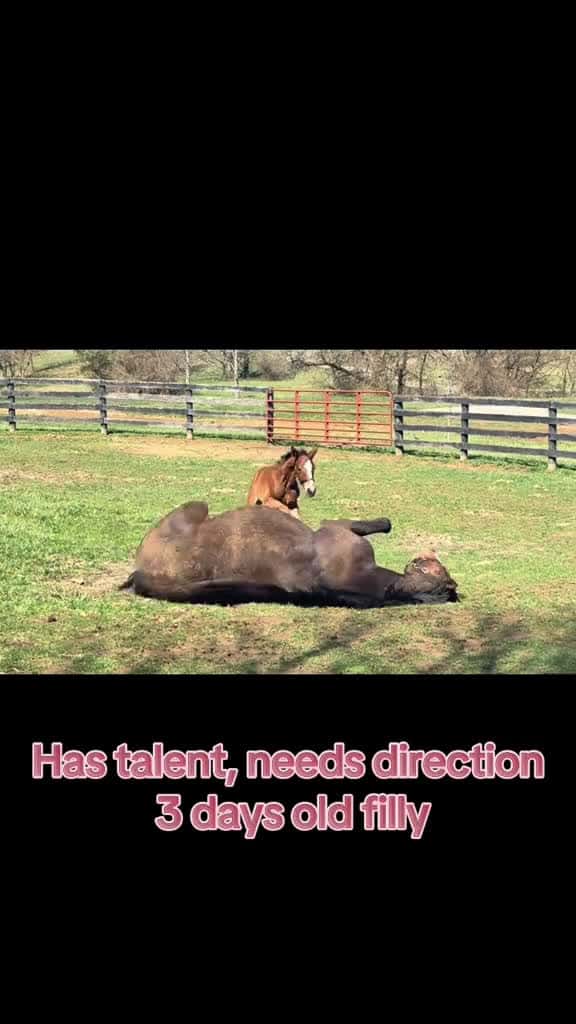 Cover for Little kid is completely fine just being a silly girl marabetfarm broodmaresoftiktok foals 87086 #ilovescoopz