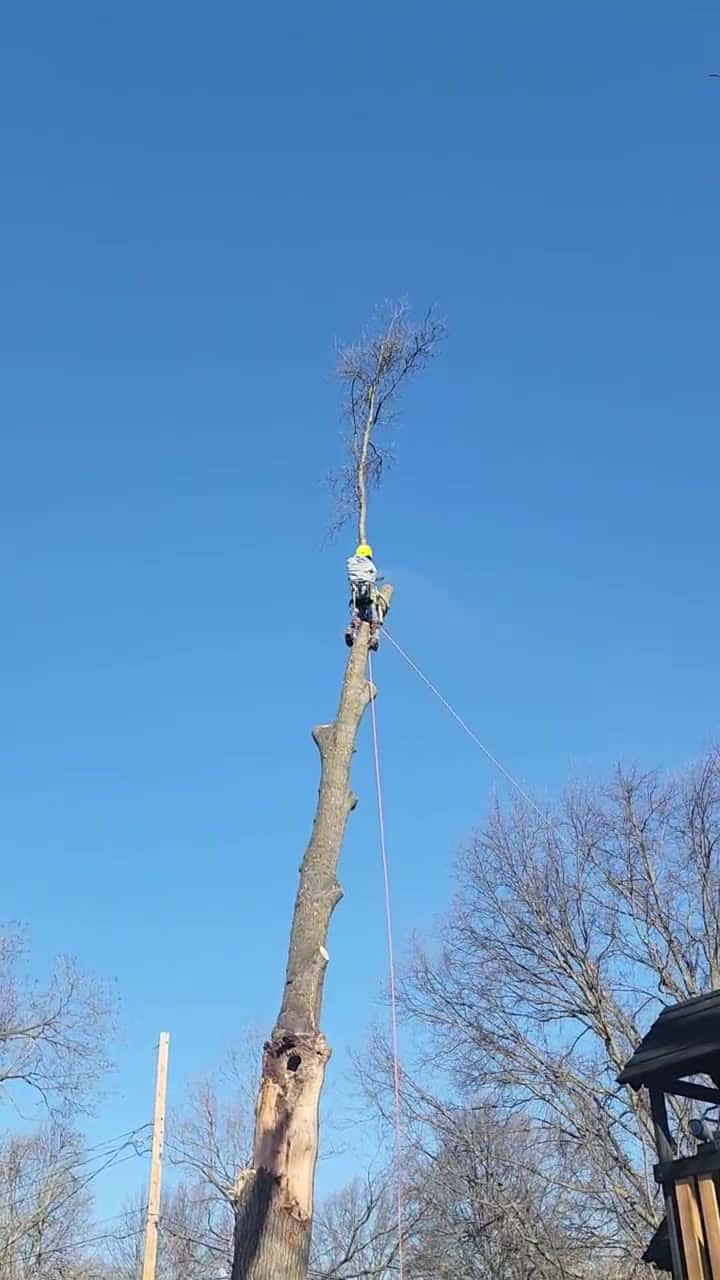 Cover for Tree Removal!!! Family Tree Service removes an oak tree that broke during a high wind situation. Kansas City's Trusted Emergency Tree Service. 