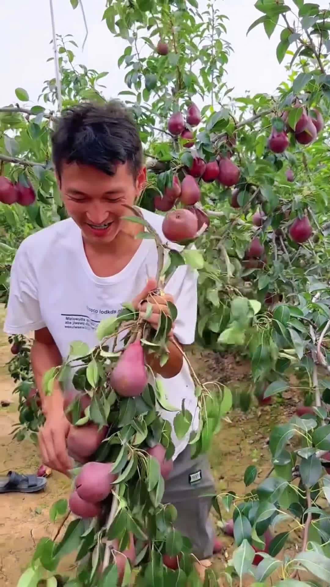 Cover for Fruit
