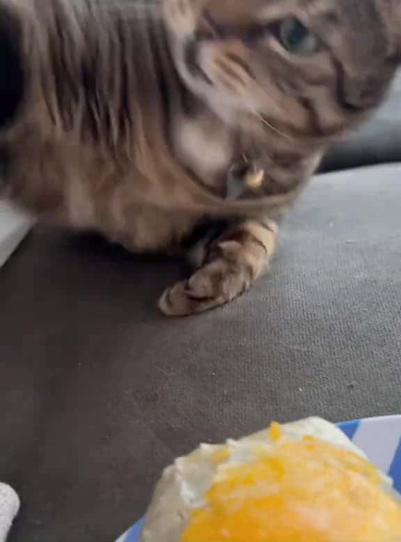Cover for Cat Unlocks New Identity - Food Thief#fyp #foryou #cat #petlove #catsoftiktok #catlover #funny #funnyvideos #fypage #funnycat #funnytiktok #cats
