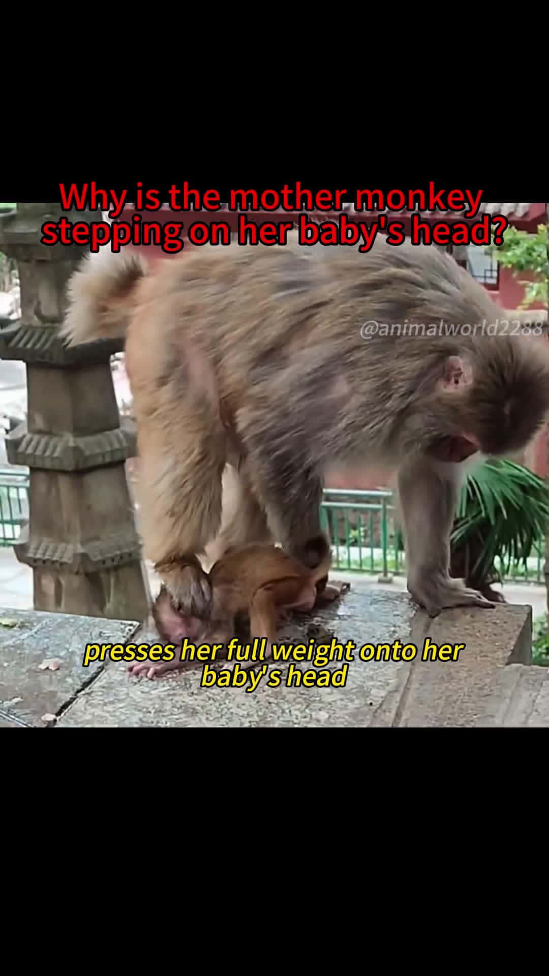 Cover for Why did she do that#🥹 #monkey #baby #mother #foryou